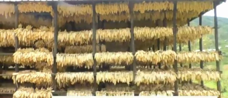 Rulindo: Baterwa igihombo kinini n’umusaruro  wabo utishingirwa