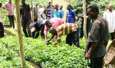 Ruhango: Gusazura kawa byabafashije kongera umusaruro wayo