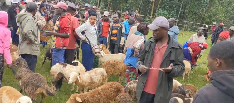 Ngororero: Abarema isoko ry’amatungo mato barataka gusoreshwa ku itungo ryabuze umuguzi