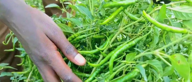 Kagitumba: Abahinzi barinubira igiciro bagurirwaho urusenda rweze