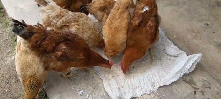 Karongi: Aborozi b'inkoko barataka kubura ibiryo byazo