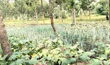 Gatsibo: Barasaba Green houses zibafasha guhinga  buri gihe imboga zo kugaburira abanyeshuri