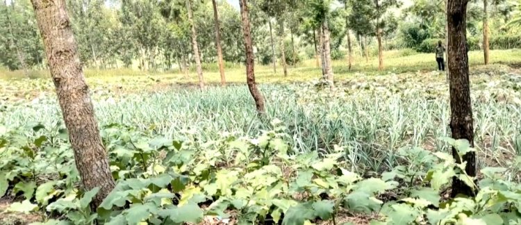 Gatsibo: Barasaba Green houses zibafasha guhinga  buri gihe imboga zo kugaburira abanyeshuri