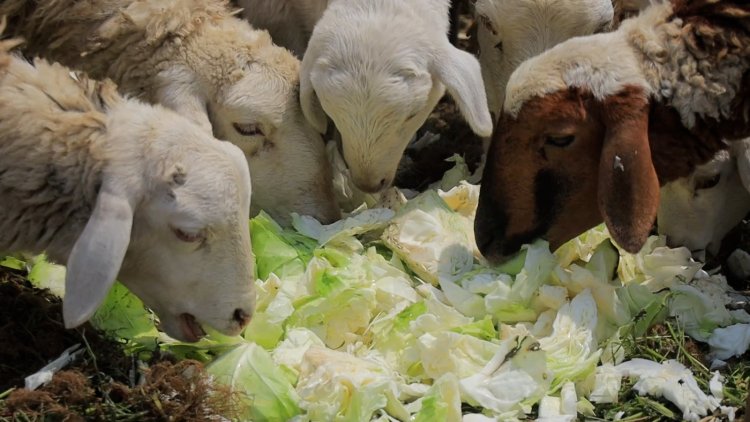 RUBAVU-Bugeshi: Bejeje amashu babura isoko ryayo none barikuyagaburira  inka n’intama