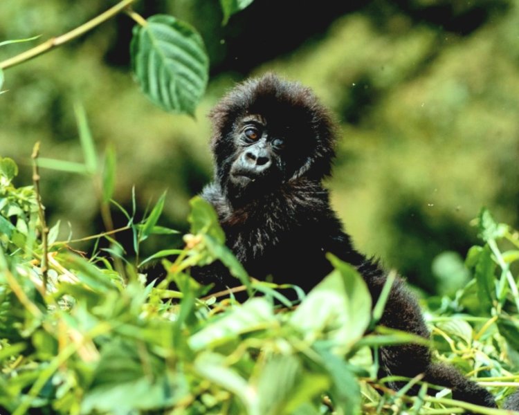 Kwita izina 2025: U Rwanda rugiye kwizihiza imyaka 20 rumaze rwita izina ingagi