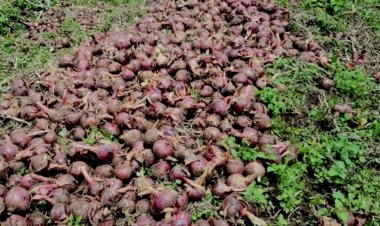 Ikibazo cy'ibitunguru byangirika byabuze isoko kiri kuvugutirwa umuti