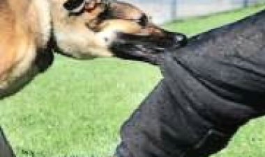 Abarumwe n’imbwa yasaze 99% barapfa: Menya byinshi ku ndwara y’ibisazi by’imbwa